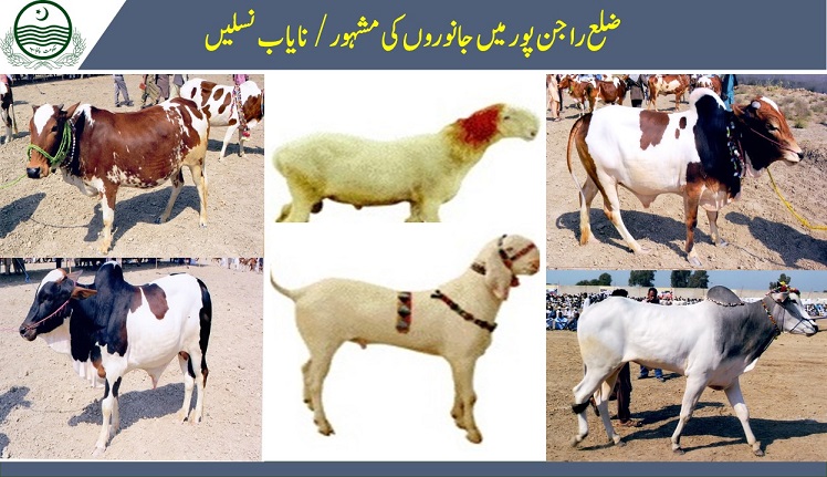 https://rajanpur.punjab.gov.pk/system/files/Goats_0.JPG